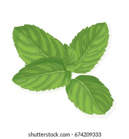 Mint leaf. Realistic vector illustration of spearmint. Plant with fresh menthol aroma isolated on white background. Ingredient for cocktails and food garnish