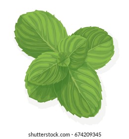 Mint leaf. Realistic vector illustration of spearmint. Plant with fresh menthol aroma isolated on white background. Ingredient for cocktails and food garnish