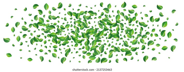 Mint Leaf Realistic Vector Panoramic White Background. Nature Greens Branch. Olive Leaves Fly Wallpaper. Foliage Herbal Plant.