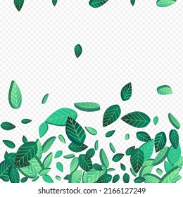 Mint Leaf Realistic Vector Transparent Background Border. Tea Foliage Illustration. Green Leaves Transparent Banner. Greens Spring Pattern.