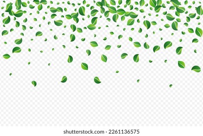 Mint Leaf Realistic Vector Transparent Background. Organic Leaves Brochure. Grassy Foliage Ecology Illustration. Greens Transparent Poster.