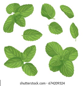 Mint Leaf Set. Realistic Vector Illustration Of Spearmint. Plant With Fresh Menthol Aroma Isolated On White Background. Ingredient For Cocktails And Food Garnish