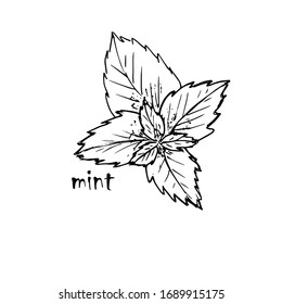 
Mint leaf silhouette hand-drawn on a white background.