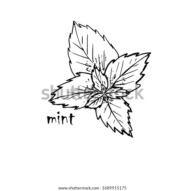 Mint Leaf Silhouette Handdrawn On White Stock Vector (Royalty Free