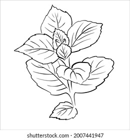 Mint Leaf Sketch Hand Drawn Outline