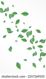 Mint Leaf Spring Vector White Background Brochure. Nature Leaves Poster. Lime Greenery Falling Banner. Foliage Motion Pattern.