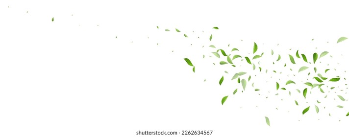 Mint Leaf Swirl Vector Panoramic White Background Poster. Tea Foliage Pattern. Forest Leaves Spring Backdrop. Greens Falling Template. - Shutterstock ID 2262634567