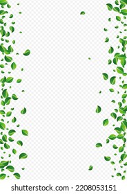 Mint Leaf Swirl Vector Transparent Background. Nature Greens Template. Forest Foliage Tea Backdrop. Leaves Forest Illustration.