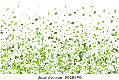 Mint Leaf Tea Vector Backdrop. Falling Greens Wallpaper. Swamp Leaves Ecology Design. Foliage Motion Plant.