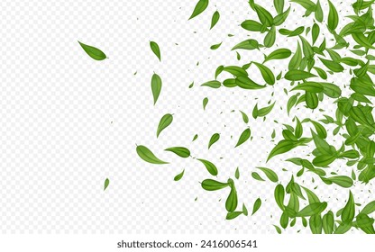 Mint Leaf Tea Vector Transparent Background Border. Wind Leaves Brochure. Lime Foliage Organic Wallpaper. Greens Spring Pattern.