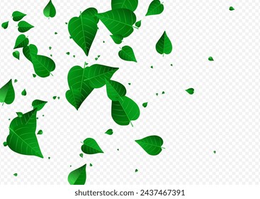 Mint Leaf Tea Vector Transparent Background Border. Ecology Leaves Wallpaper. Lime Greens Motion Plant. Foliage Transparent Pattern.