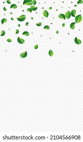 Mint Leaf Transparent Vector Transparent Background. Abstract Greens Border. Grassy Leaves Motion Design. Foliage Organic Template.