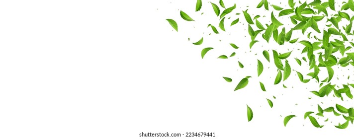 Mint Leaf Transparent Vector Panoramic White Background Pattern. Forest Foliage Plant. Grassy Greens Ecology Poster. Leaves Swirl Backdrop.