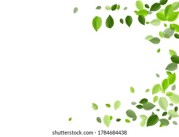 Herbal Minimalist Vector Frame Hand Painted Stock Vector (Royalty Free ...