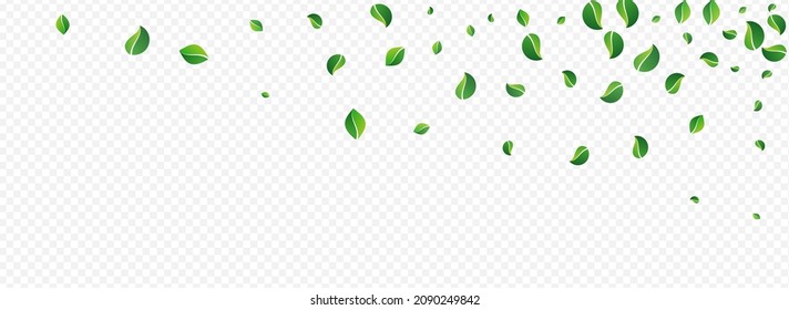 Mint Leaf Tree Vector Panoramic Transparent Background. Abstract Leaves Design. Green Foliage Nature Brochure. Greens Organic Wallpaper.