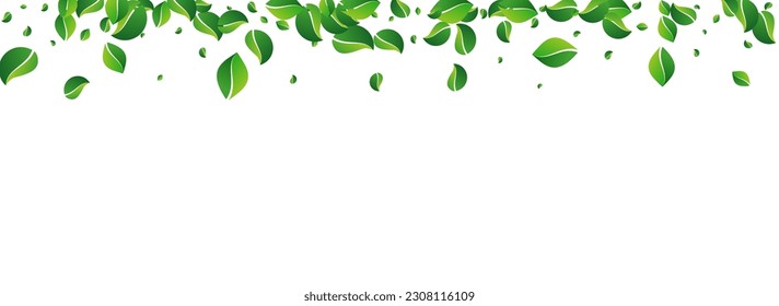 Mint Leaf Tree Vector Panoramic White Background. Motion Leaves Border. Olive Foliage Spring Wallpaper. Greens Tea Poster.