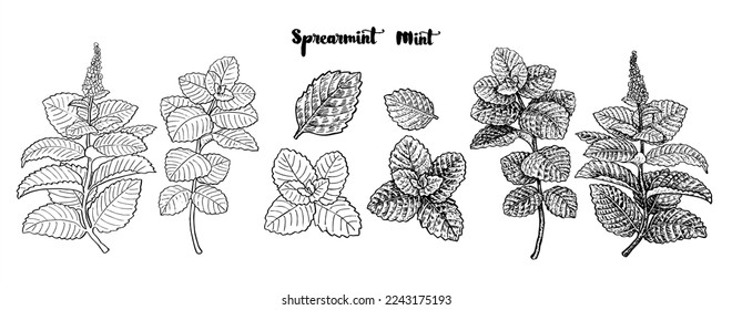 Minzblatt-Vektorgrafik. handgezeichnete Tinte. Botanische Zeichnung. Minz-Leaf-Vektorset. Hand gezeichnet Frische Pfefferminz Leaf Illustration. Medizinische Pflanzen oder scharfe Kräuter