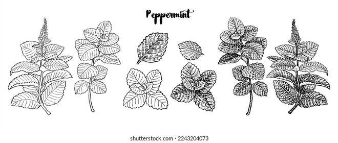 Minzblatt-Vektorgrafik. handgezeichnete Tinte. Botanische Zeichnung. Minz-Leaf-Vektorset. Hand gezeichnet Frische Pfefferminz Leaf Illustration. Medizinische Pflanzen oder scharfe Kräuter