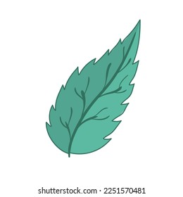 Mint leaf vector illustration. Foliage on white background. Plants, leaves, tea, peppermint, melissa, green, soothing, fragrant. Floral ornament. Plant concept