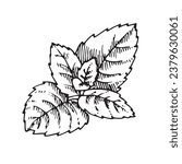 Mint leaf vector illustration. Hand drawn graphic clipart of Spearmint on white isolated background. Linear drawing of peppermint. Outline sketch of menthol. Black line art of lemon balm leaves