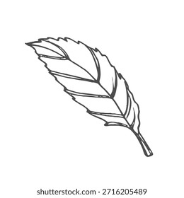 Mint leaf vector illustration. Hand drawn graphic clipart of Spearmint on white isolated background. Linear drawing