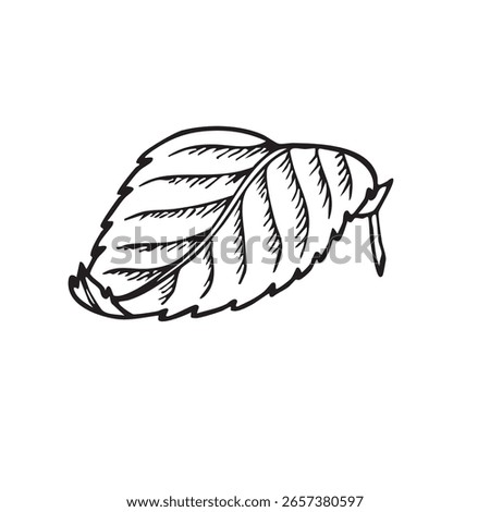 Mint leaf vector illustration isolated on white background. Hand drawn black outline for design and decoration. Black and white for coloring. Education and school kids coloring page, printable 