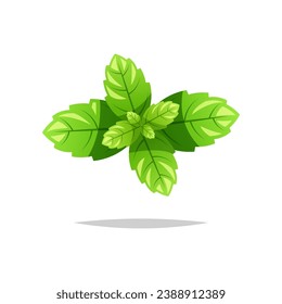 Mint leaf vector isolated on white background.