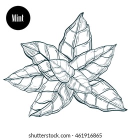 Mint leaf vector isolated. Peppermint in engraved style. Aroma herbal leaf. Herbal engraved style illustration. Detailed organic product sketch.