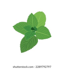 Mint leaf vector on white background. Peppermint green leaves. Illustration element for decorative poster, menu, natural product emblem, farmers market. Website and app page design.