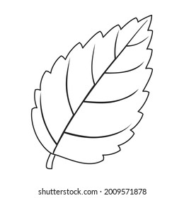 Mint leaf vector outline icon. Vector illustration liaf peppermint on white background. Isolated outline illustration icon of mint.
