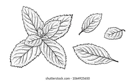 Mint Leaf Vector Set. Hand Drawn Fresh Peppermint leaves. Medicinal plants or Spicy Herbs Dot work illustration