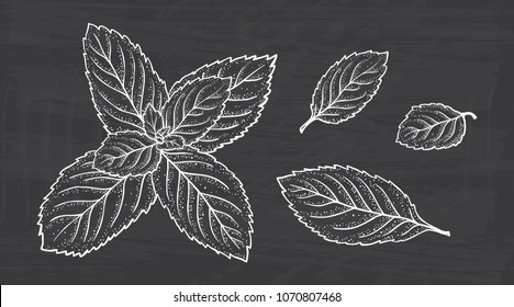 Mint Leaf Vector Set. Hand Drawn Fresh Peppermint leaves. Medicinal plants or Spicy Herbs Dot work illustration