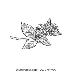 Minzblatt-Vintage-Skizze. Pfefferminzzweig mit Blumenholzschnitt, perfekt für Bio-Lebensmitteletiketten. Frische Kräuterhandgezeichnete Illustration.