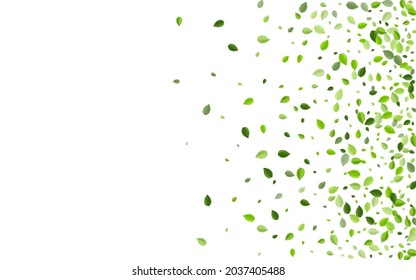 Mint Leaf Wind Vector Banner. Abstract Foliage Template. Forest Leaves Swirl Illustration. Greens Organic Backdrop.