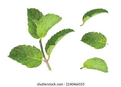 Mint leafs set. Vector illustration