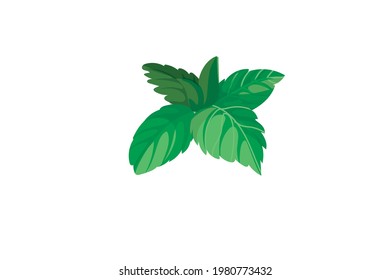 Mint Leave Detailed Vector Illustration Isolated Stock Vector (Royalty ...