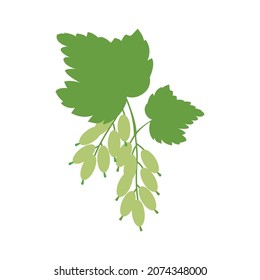 a mint leave illustration design vector on white background.