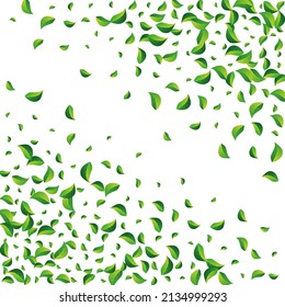 Mint Leaves Abstract Vector White Background. Nature Foliage Design. Olive Greens Herbal Wallpaper. Leaf Tree Template.