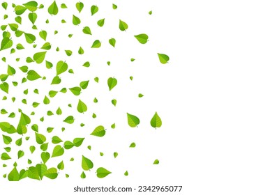 Mint Deja Una Pancarta De Fondo Blanco Del Vector Abstracto. Diseño De Hojas Frescas. Patrón De Té De Foliage De Lime. Frontera con los bosques verdes.
