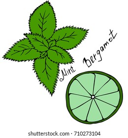 mint leaves and bergamot vector illustration. Herbal ingredients for a cup of tea. Vector set or collection of tea elements. Hand drawn cartoon style.