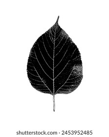 Mint Leaves Black And White Vector