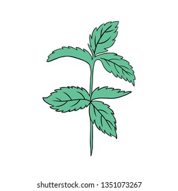 Mint leaves branch isolated on white, Hand drawn colorful vector spicy herb, Doodle cooking ingredient peppermint twig for design cosmetic, medicine, herbal tea package, natural organic product