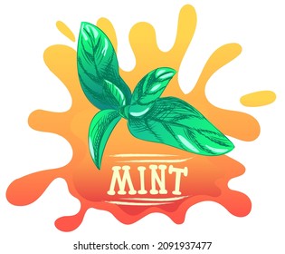 mint leaves in bright colors, lettering of the word mint. Illustration for advertising, packaging or publishing recipes. Culinary illustration