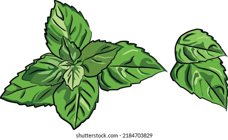 Mint leaves cartoon vector illustration. Basil herb isolated on white. Eco colorful logo design. Botanical printable element for sticker. Organic seasoning, spice set