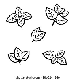 Mint leaves collection set. Collection mint leaves icon. Vector