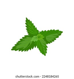 Mint leaves for creating your own ice cream. Mint leaf cartoon illustration. Summer, sundae concept