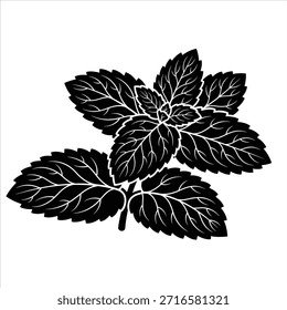 Mint leaves for culinary use and herbal remedies. Refreshing herb often used in drinks and food. Aromatic plant for cooking and healthy living.