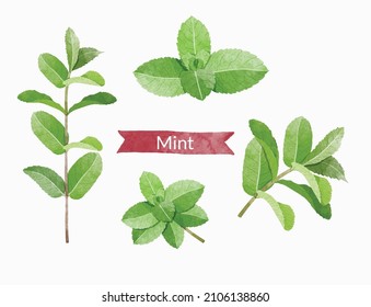 Mint Leaves Design Elements Set, Watercolour Style Vector Illustration.