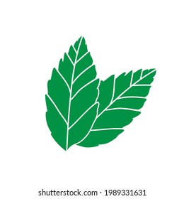 Minz-Blätter doodle-Logo-Symbol-Zeichen