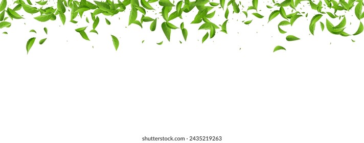 Mint Leaves Ecology Vector Panoramic White Background Pattern. Falling Foliage Branch. Forest Leaf Fresh Plant. Greens Spring Illustration.